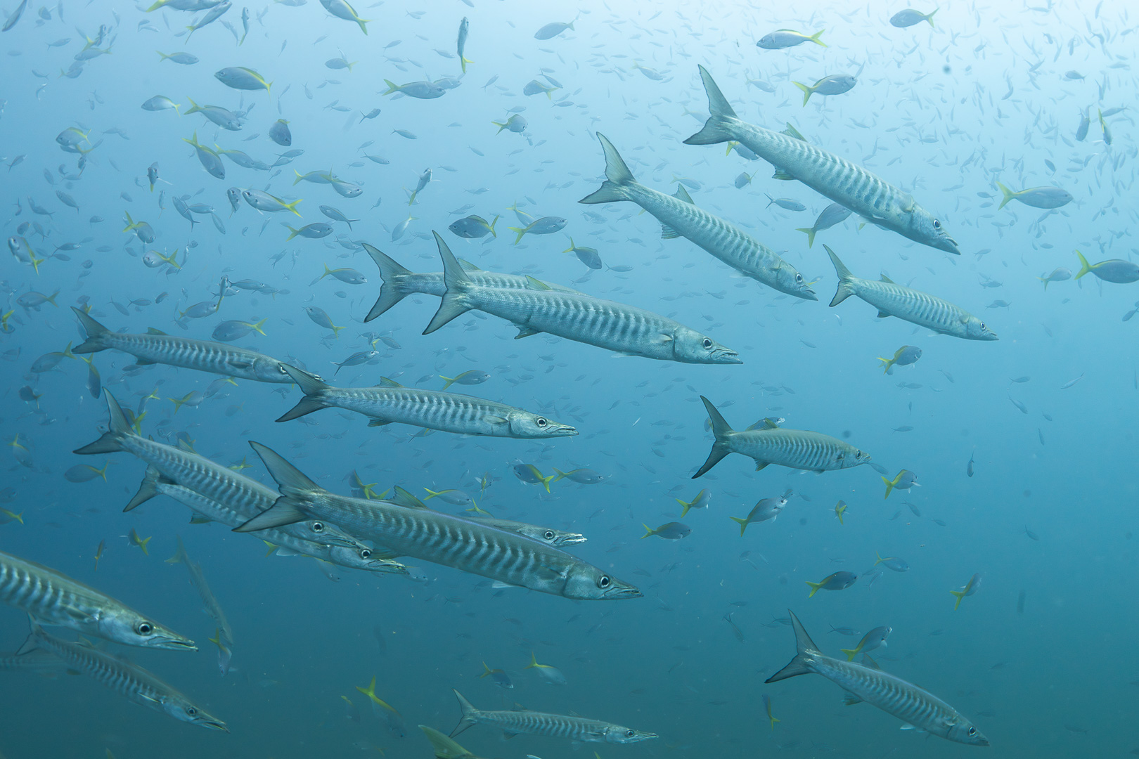 Barracuda Chevron à Koh Tao : Le Tourbillon Argenté de Sail Rock »