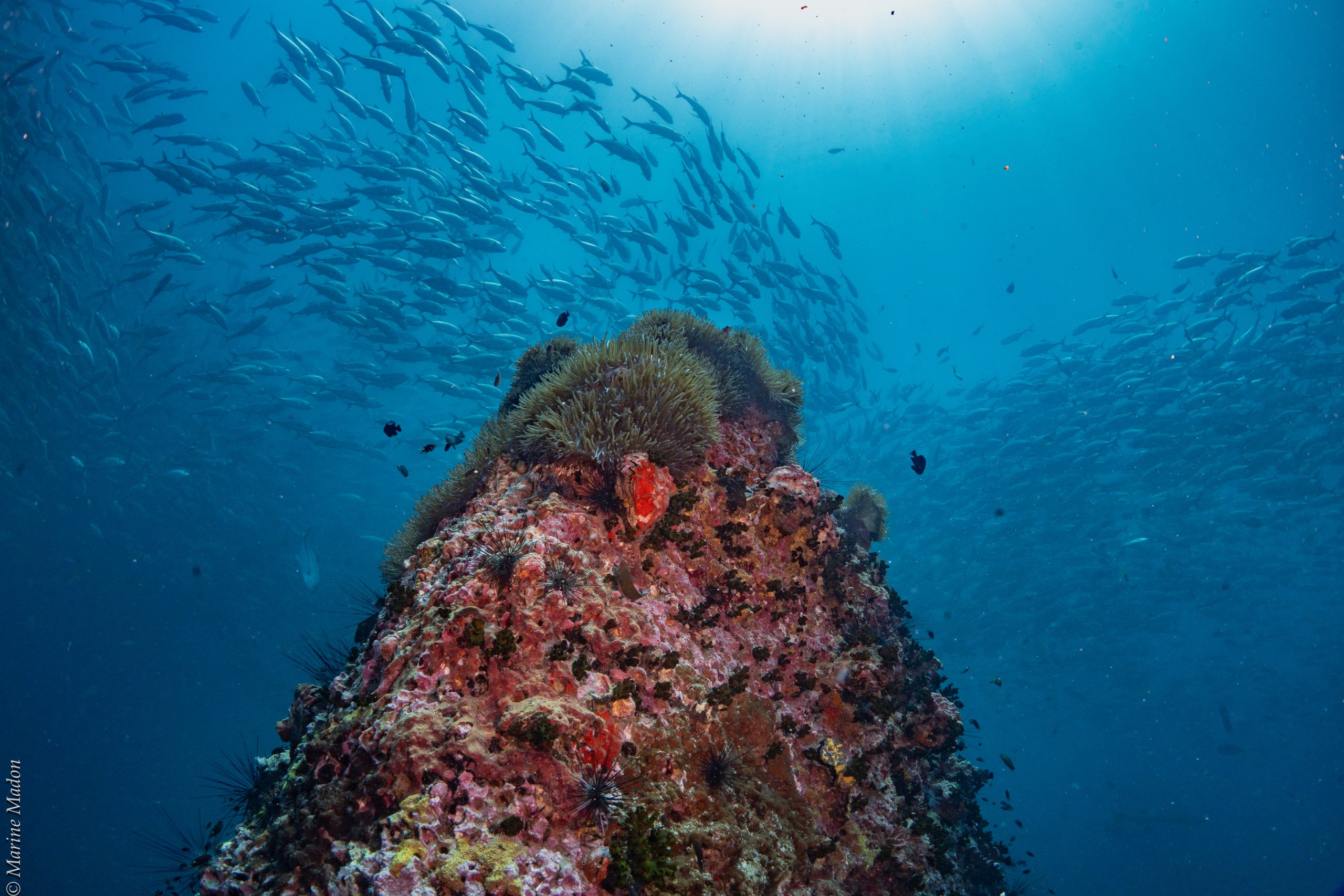 Sail Rock Koh Tao : Le Site de Plongée Mythique du Golfe de Thaïlande