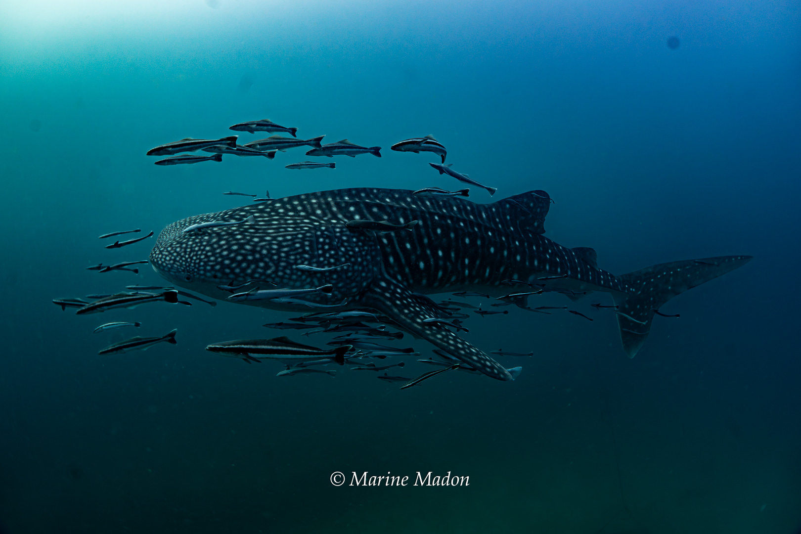 Requin Baleine à Koh Tao : Identification, Comportement et Où le Voir