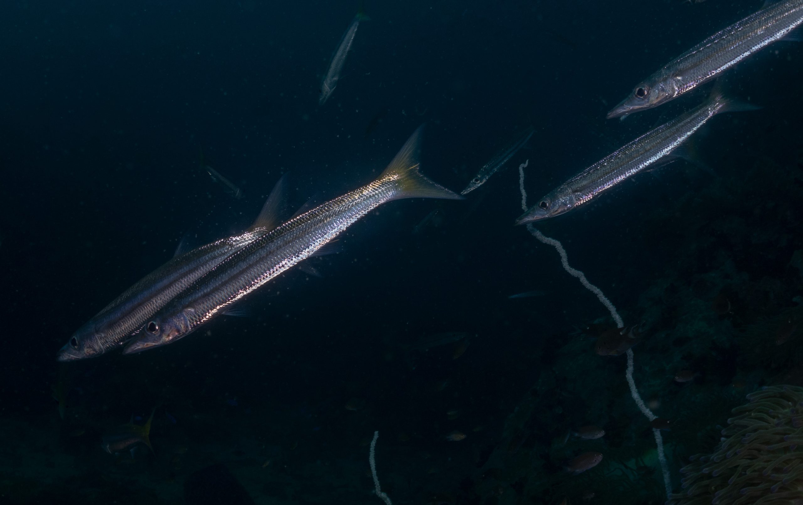 « Barracuda à Queue Jaune à Koh Tao : Identification et Différences avec le Chevron »